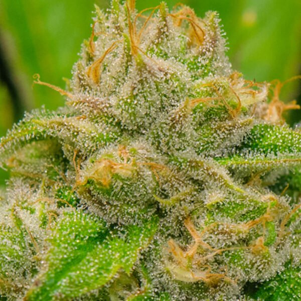 Image of Blue Dream Bud Close Up. Where to buy the best cannabis seeds online in Canada. This is the best way to buy cannabis seeds.