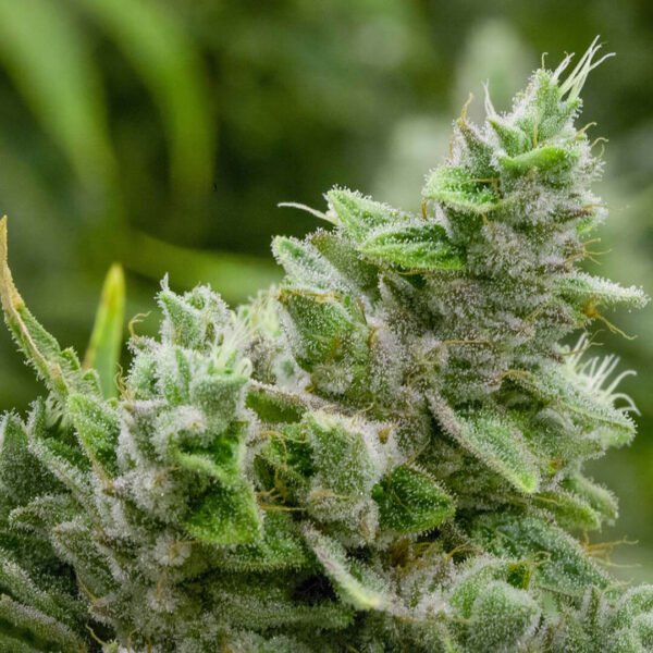 gorilla glue 4 seeds for sale canada. Gorilla Glue #4 Flower image. Buy marijuana seeds online from one of the best canadian cannabis seed banks. pot seeds for sale in canada.