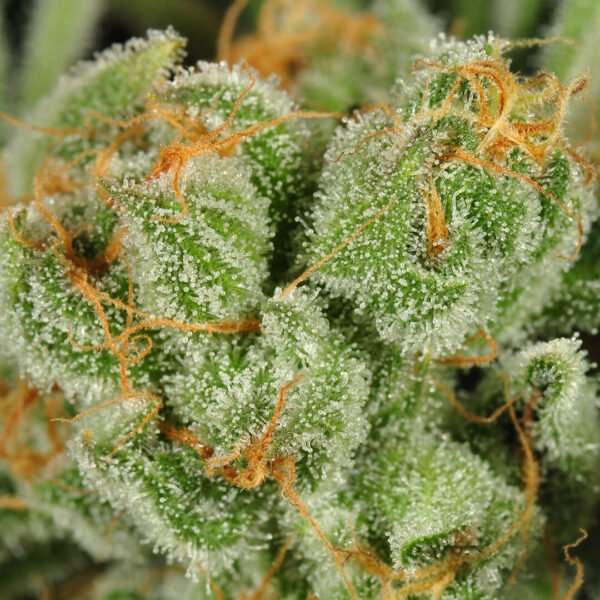 Image of Blackwater OG Buds Close Up. Learn how to get marijuana seeds and how to get weed seeds online in Canada. Where to buy feminized cannabis seeds.