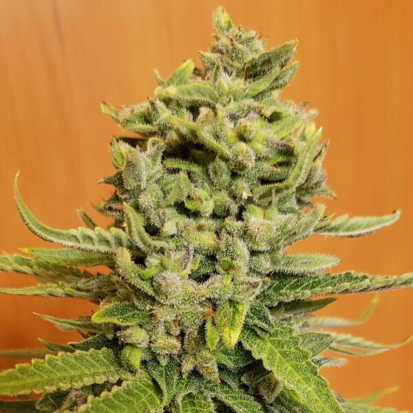 Image of Blackwater OG Cola. canadian cannabis seed companies who have good marijuana seeds and feminised seeds for sale online.