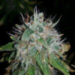 Blackwater OG Seeds. weed seeds-Blackwater cola image. Order marijuana seeds in Canada from Mastercraft Seeds online. Shop the best bud seeds at Canada's top seed bank.