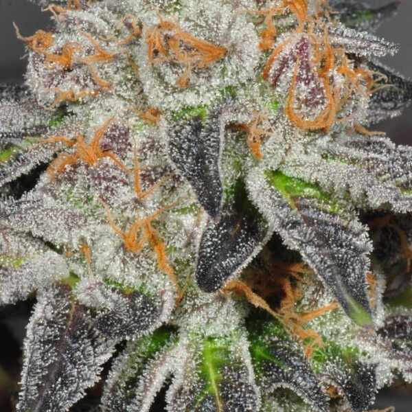 Girl-Scout-Cookies close up image. Order marijuana seeds in Canada from Mastercraft Seeds online. Shop the best bud seeds at Canada's top seed bank.