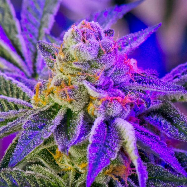 Girl-Scout-Cookies plant close up. Here is where to buy weed seeds online in canada. MJ seeds for sale from Mastercraft Seeds Canada. How to buy cannabis seeds online.