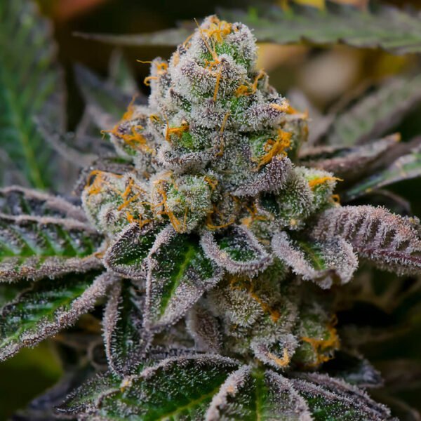 Girl-Scout-Cookies cola photo. Buy marijuana seeds Girl Scout Cookies Seeds online from one of the best canadian cannabis seed banks. pot seeds for sale in canada.