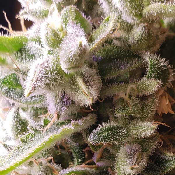 Granddaddy-Purple bud close up. Learn how to get marijuana seeds and how to get weed seeds online in Canada. Where to buy feminized cannabis seeds.