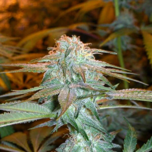image of granddaddy purple seeds. cannabis seeds online canada. Granddaddy-Purple cola photo. canadian cannabis seed companies who have good marijuana seeds and feminised seeds for sale online.