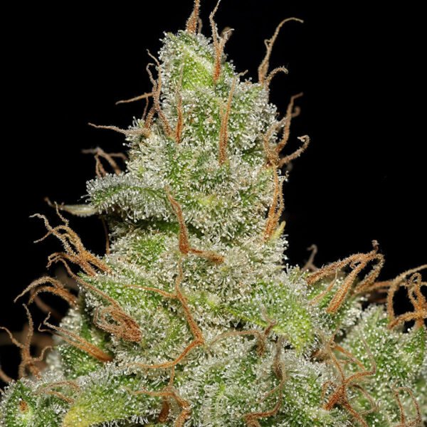 Jack Herer Cola image. canadian cannabis seed companies who have good marijuana seeds and feminised seeds for sale online.