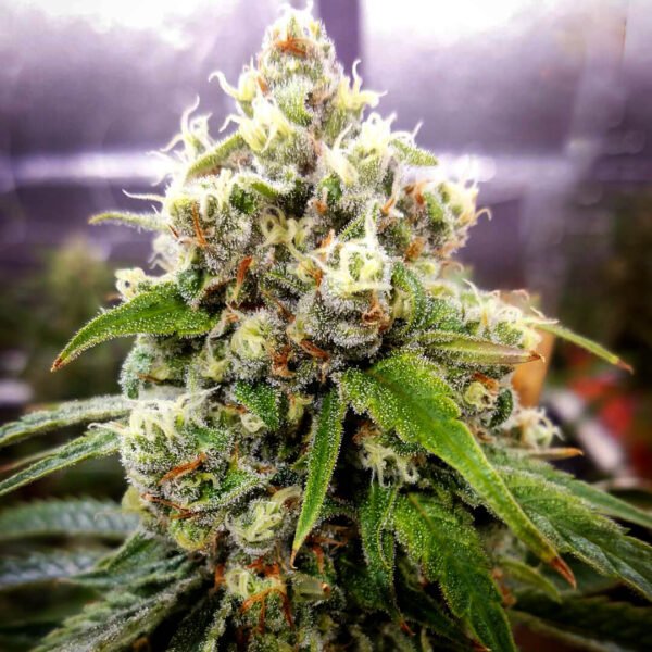 Jack Herer Cola photo. Where to buy the best cannabis seeds Jack Herer seeds online in Canada. This is the best way to buy cannabis seeds.