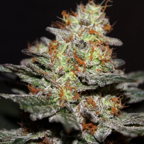 Photo of the cola from a Northern Lights marijuana plant. Buy marijuana seeds online from one of the best canadian cannabis seed banks. pot seeds for sale in canada.