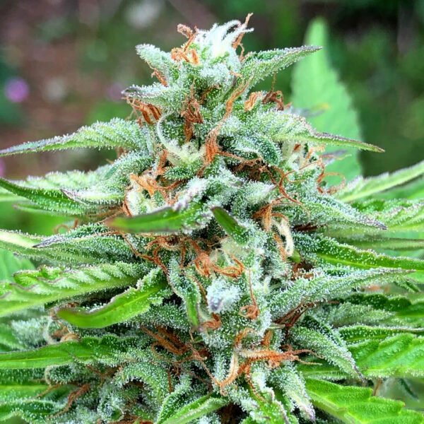 Northern Lights cola cannabis plant. Order marijuana seeds northern lights seeds in Canada from Mastercraft Seeds online. Shop the best bud seeds at Canada's top seed bank.