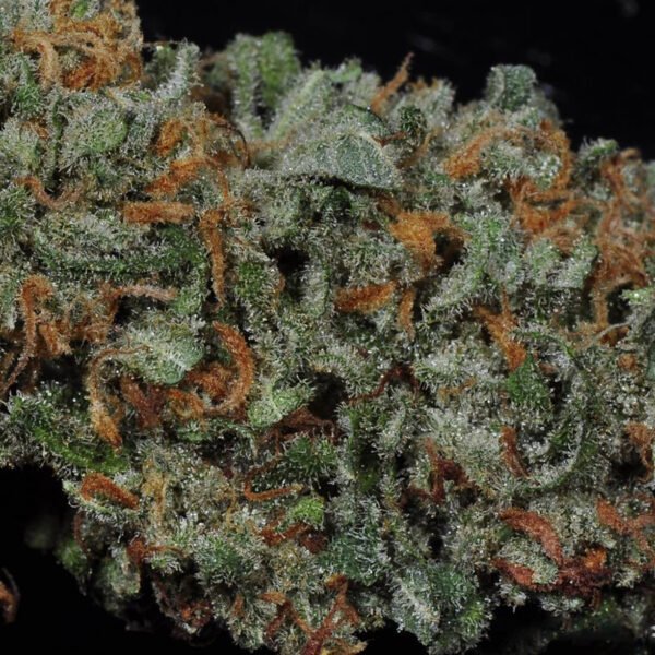 Skunk weed seeds close up image. Buy weed seeds in canada online at the best canadian seed bank that sells marijuana seeds and pot seeds.