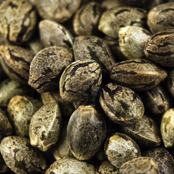 Photo of Sour Diesel Seeds for sale. Order marijuana seeds in Canada from Mastercraft Seeds online. Shop the best bud seeds at Canada's top seed bank.