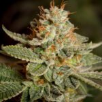 image of a Sour Diesel cola cannabis plant. Buy feminized sour diesel seeds and other marijuana seeds online in Canada. Find weed seeds online canada.