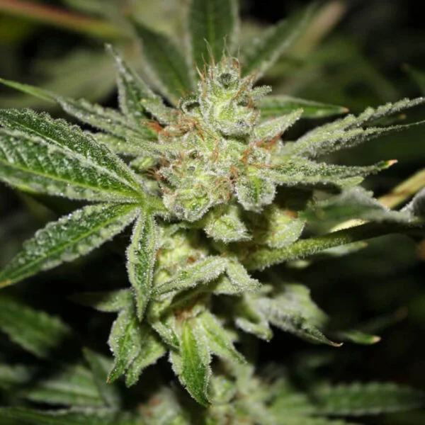 Photo of a closeup of a Sour Diesel cola. Buy marijuana seeds online from one of the best canadian cannabis seed banks. pot seeds for sale in canada.
