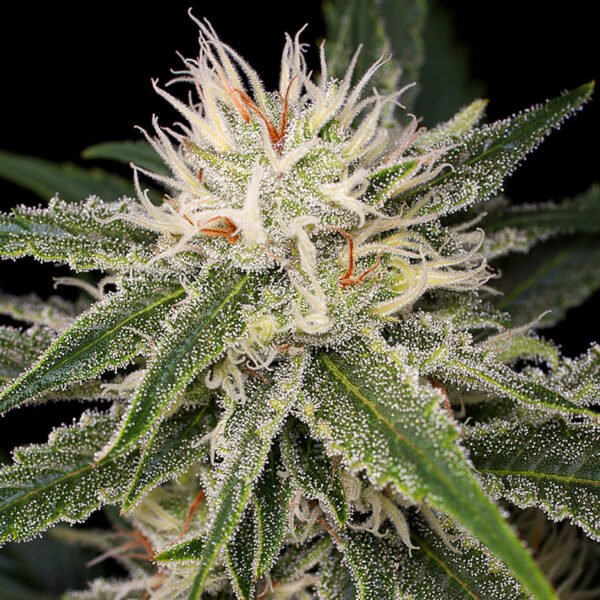 Photo of White Widow marijuana plant close up. Where to buy the best cannabis seeds online in Canada. This is the best way to buy cannabis seeds.