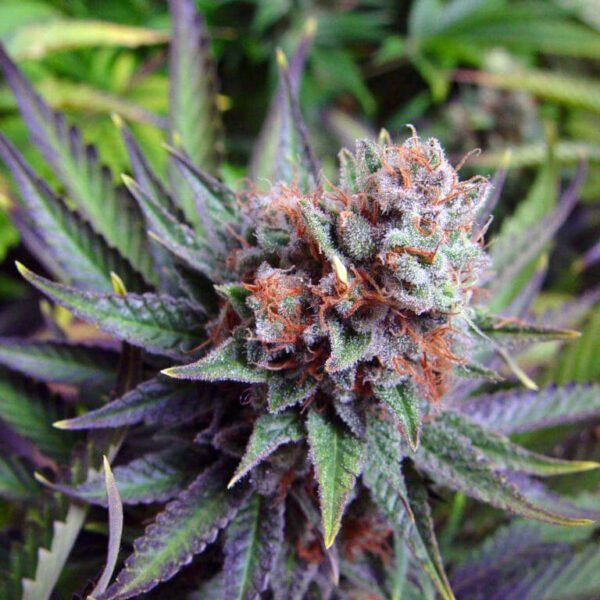 White Widow cola image. Buy weed seeds in canada online at the best canadian seed bank that sells marijuana seeds and pot seeds.