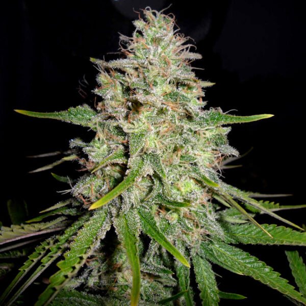 Photo of a White Widow marijuana plant cola. Shop pot seeds white widow seeds at one of the best canadian seed banks online. Find autoflower seeds and feminized seeds for sale in Canada.
