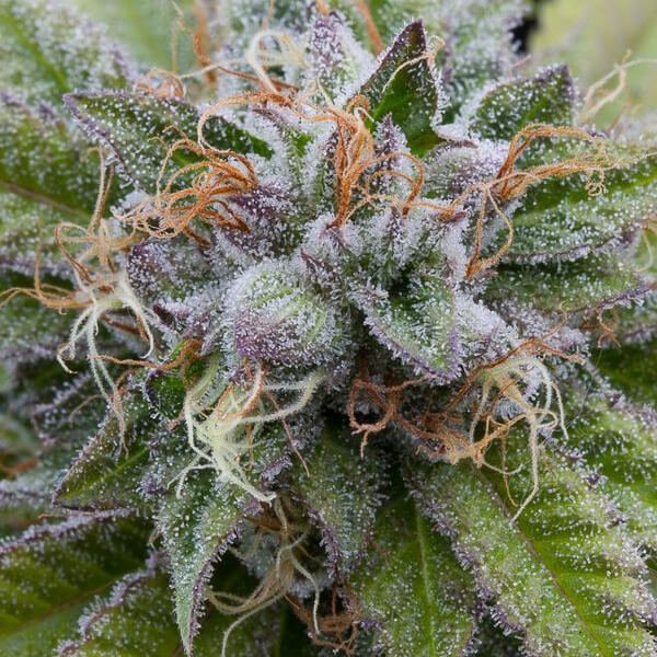 bubba-kush close up image. Order marijuana seeds in Canada from Mastercraft Seeds online. Shop the best bud seeds at Canada's top seed bank.