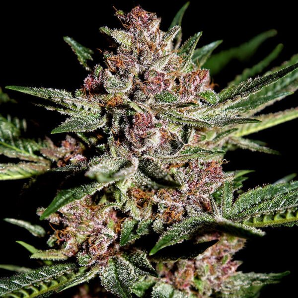 bubba kush seeds. bubba-kush cola photo. Buy marijuana seeds online from one of the best canadian cannabis seed banks. pot seeds for sale in canada.