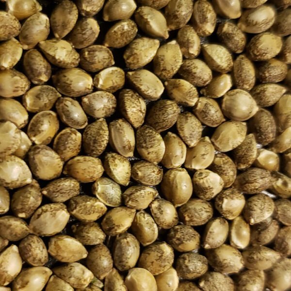 image of bubba-kush weed seeds. Learn how to get marijuana seeds and how to get weed seeds online in Canada. Where to buy feminized cannabis seeds.