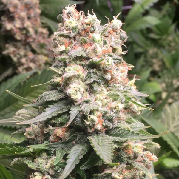 image of durban poison feminized seeds. durban poison cola. Where to buy the best cannabis seeds online in Canada. This is the best way to buy cannabis seeds.