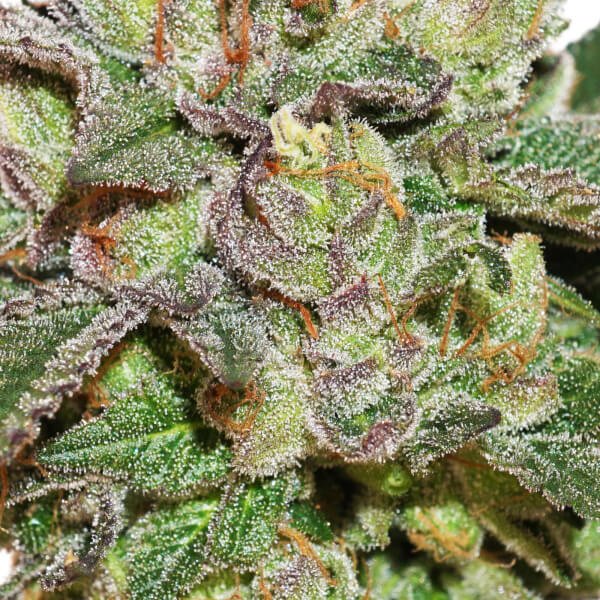 wedding-Cake close up photo. Shop pot seeds at one of the best canadian seed banks online. Find autoflower seeds and feminized seeds for sale in Canada.