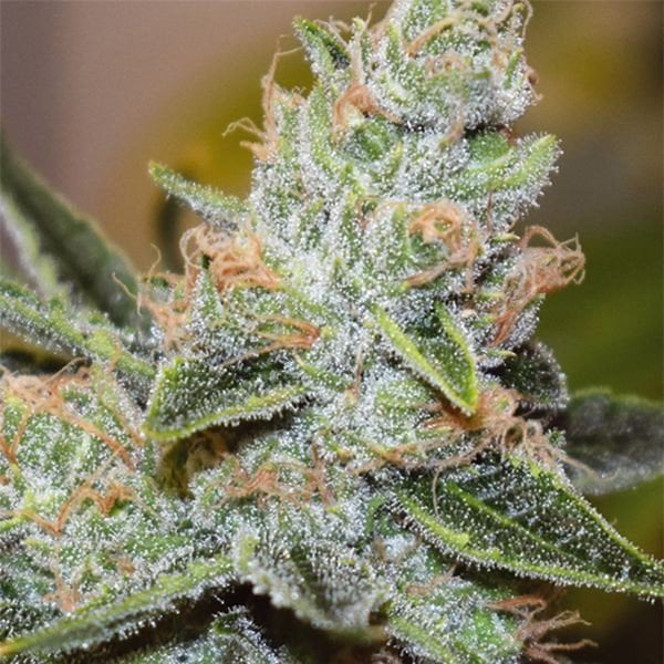 wedding cake seeds. wedding-Cake cola photo. Here is where to buy weed seeds online in canada. MJ seeds for sale from Mastercraft Seeds Canada. How to buy cannabis seeds online.