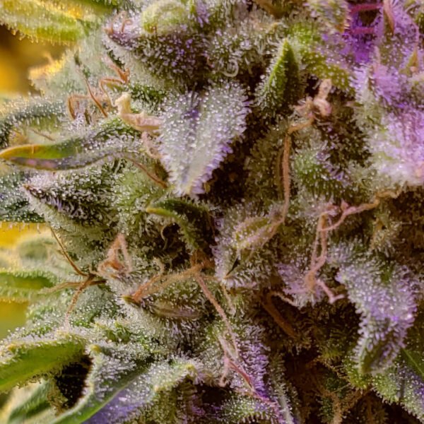 zkittlez close up image. Buy marijuana seeds online from one of the best canadian cannabis seed banks. pot seeds for sale in canada.