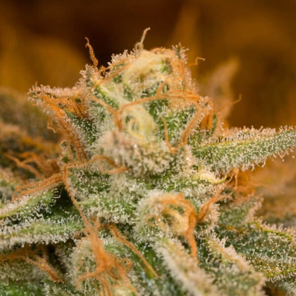 zkittlez close up plant image. Buy feminized seeds and other marijuana seeds online in Canada. Find weed seeds online canada.