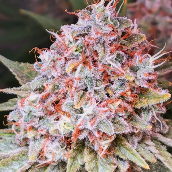 zkittlez cola photo. canadian cannabis seed companies who have good marijuana seeds and feminised seeds for sale online.