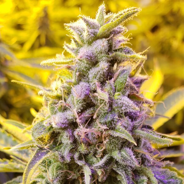 Zkittlez seeds. zkittlez cola photo. Learn how to get marijuana seeds and how to get weed seeds online in Canada. Where to buy feminized cannabis seeds.