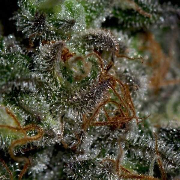 buy blueberry strain seeds online in canada fast shipping. weed seeds canada.